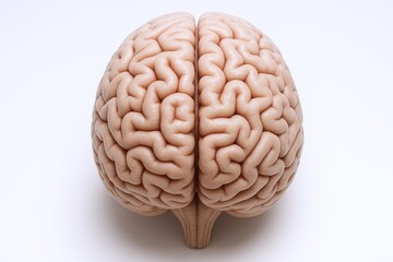 Obraz premium Realistic human brain model with detailed folds and textured surface for education.