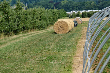 Strohballen auf einer Wiese