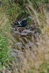 Bachlauf im Wald mit Steinen und Ästen
