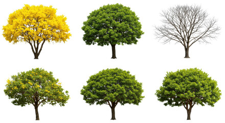 Ten distinct trees: some with vibrant yellow flowers, lush green foliage, one bare, isolated on a transparent background with copy space and no shadows. Concept of natural design assets for