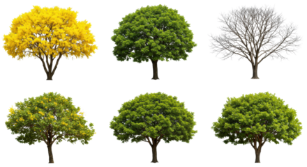 Ten distinct trees: some with vibrant yellow flowers, lush green foliage, one bare, isolated on a transparent background with copy space and no shadows. Concept of natural design assets for