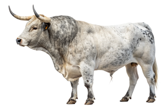 Dappled White Spanish Bull Isolated on White – Ultra High-Resolution