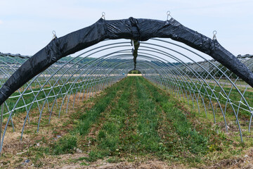 Gewächshaus  aus Draht ohne Folie