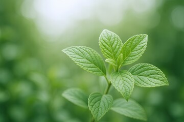 Close-up of vibrant green mint plant with detailed textured leaves and fresh aroma.