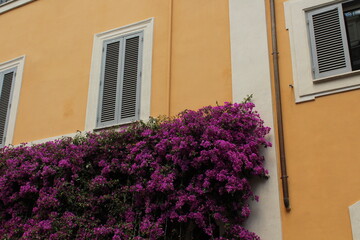 Beautiful pink flower growing on a balcony of a yellow house in Rome. Beautiful floral and architectural background wallpaper 