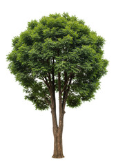 Majestic large thriving deciduous tree with robust trunk, deep brown bark, and dense vibrant emerald green leaves, centrally isolated on a seamless transparent background with soft studio lighting.