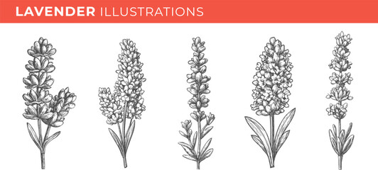 Set illustrations of lavender isolated on transparent background. Vector graphics