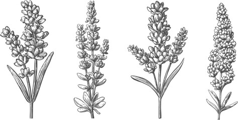 Set illustrations of lavender isolated on transparent background. Vector graphics