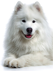 Obraz premium Adorable fluffy white samoyed dog with a happy smile and friendly expression
