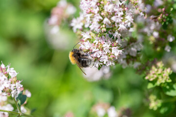 Bumblebee collecting nectar from oregano flower in summer garden, macro view, pollination process, green blurred background, vibrant natural colors, useful for biodiversity, eco and farming topics