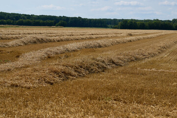 Geerntetes Feld mit Stroh ohne Ballen