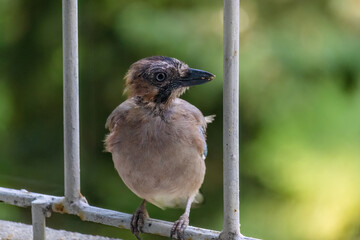 Close-up of eurasian jay perching