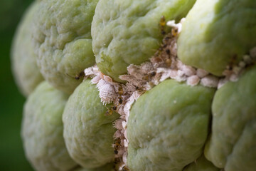 This macro photograph captures the intricate symbiotic relationship between mealybugs and brown...