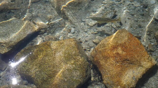 Crystal-clear mountain lake water gently ripples over a rocky bottom. Trout and other fish swim peacefully beneath the surface. Sunlight sparkles across the calm, transparent water.