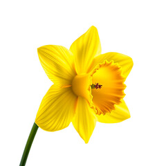 Obraz premium Yellow Daffodil Flower Close Up Spring Bloom Elegant Floral Beauty Nature