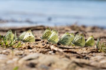 Butterfly gathering at lakeshore, close-up of multiple white butterflies on sandy soil with blue...