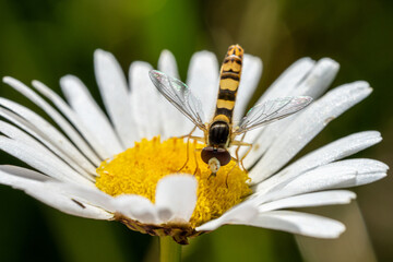 Macro photo of hoverfly feeding on daisy flower, close-up of pollinating insect on white petals with yellow center, perfect for biology, pollination and eco nature themes