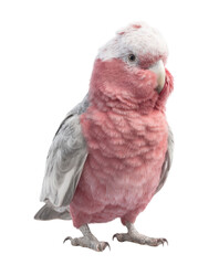 Obraz premium A full body shot of a galah bird with pink and gray feathers standing on its feet isolated
