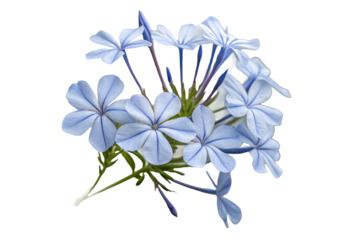 Bouquet of blue flowers on transparent background