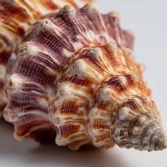 Obraz premium Close-up view of a beautifully detailed seashell showcasing natural textures and patterns in vibrant colors and unique shape