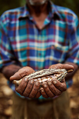 Fototapeta premium Farmer's hands holding fresh cacao beans from opened cocoa pod. Raw chocolate seeds cupped in protective hands showcase sustainable agriculture and organic farming of premium cocoa harvest crop.