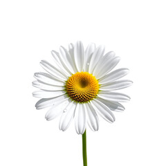 White Daisy Flower Close Up Isolated On Black Background Stock Photo