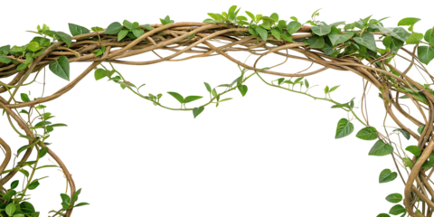 Interwoven liana plant with green leaves forming an arch vine