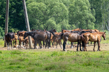 Close-up of brown horses with foals in summer pasture under power line, detailed farm scene showing...