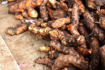 Fresh unpeeled turmeric rhizomes. Turmeric is an Asian spice that can give dishes an orange or yellow color.