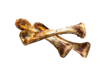 gnawed bone on transparent background.