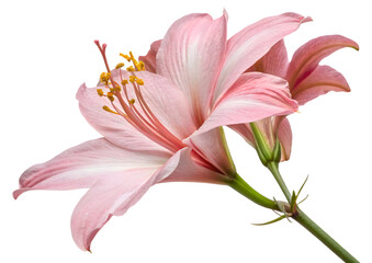 Naklejka premium Pink lily isolated on white background