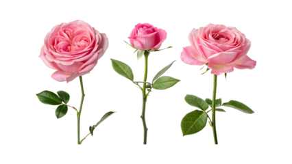 Three pink roses with green leaves bloom hybrid