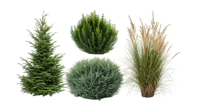Evergreen coniferous shrub and ornamental grass plants juniper