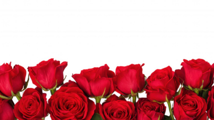 Red Rose Floral Frame Border Arrangements on transparent background