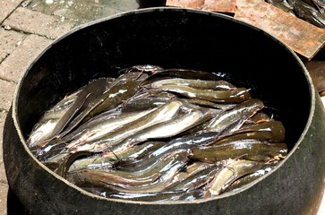 Fresh and still-living catfish in a bucket for sale. A catfish seller at a traditional market.