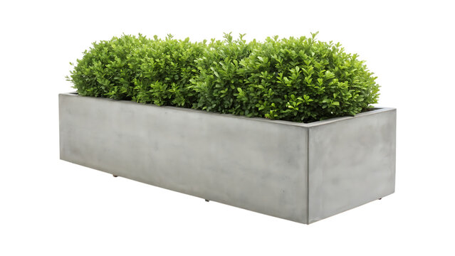 Rectangular concrete planter box with lush green foliage image