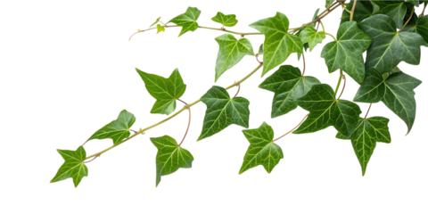 Twisting green vine leaves on transparent background plant nature