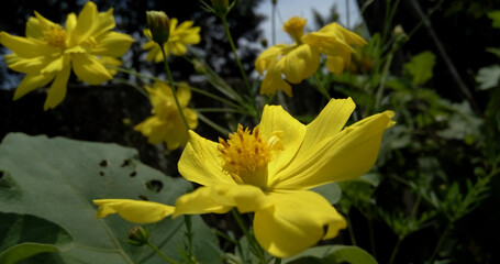 yellow flower in the garden