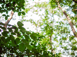 Into the forest. tree background, Nature composition Looking up view of tree trunk to green leaves of tree in forest with sun light. Fresh environment in green woods. Forest tree on sunny day. 