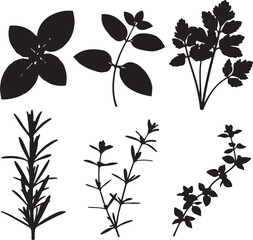 Obraz premium Black silhouette herbs and leaves basil oregano