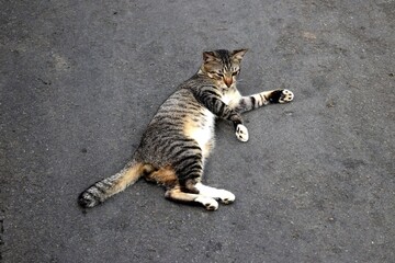 A stray grey cat lying down on the black asphalt of a roadway. An adorable animal photo capturing a...