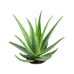 Fototapeta premium Lush green aloe vera plant with pointed leaves succulent