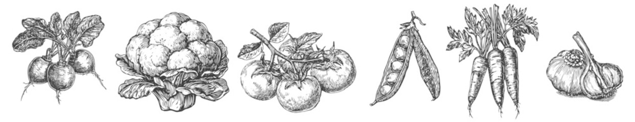 Set of vegetables - radish, cauliflower, tomato, peas, carrot and garlic illustrations that look like etched or engraved vintage printmaking drawings. Generative AI