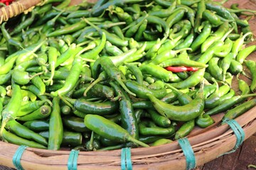 Green bird’s eye chilies in a wooden tray at a traditional market. The background is filled with spicy and fresh red chilies. A key ingredient in Asian cuisine.