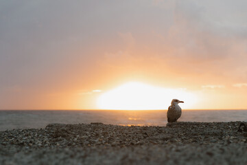 Seagull standing on pier at sunset over ocean