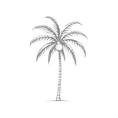 Coconut Palm Tree Illustration