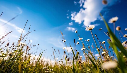 太陽に向かって咲く白い花