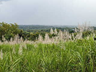Sugarcane plantation growing towards flowering or mature phase ready for harvesting