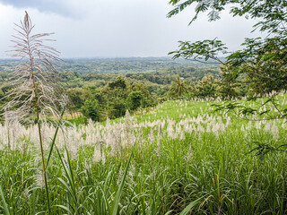 Sugarcane plantation growing towards flowering or mature phase ready for harvesting