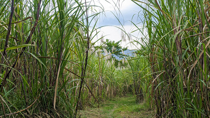 Sugarcane plantation growing towards flowering or mature phase ready for harvesting
